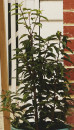 Portugal-Laurel-Prunus-Iusitanica Sale