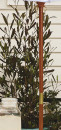 Purple-Hop-Bush-Dodonaea-Viscosa-Purpurea Sale