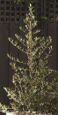 Tolleys-Upright-Olive-Tree-Olea-Europaea Sale