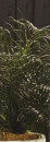 Dwarf-Date-Palm-Phoenix-Roebelenii Sale