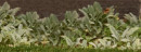 Sage-Salvia-Officinalis Sale