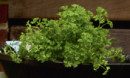 Curly-Parsley-Petroselinum-Crispum Sale