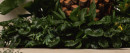 Tractor-Seat-Plant-Ligularia-Reniformis Sale