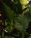 Elephants-Ears-Alocasia-Spp Sale