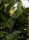 Giant-Bird-of-Paradise-Strelitzia-Nicolai Sale