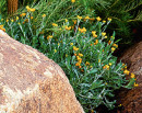 Yellow-Buttons-Chrysocephalum-Apiculatum Sale