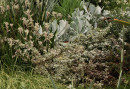 Kangaroo-Paw-Bush-Diamond-Anigozanthos Sale