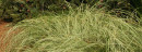Blue-Fescue-Festuca-Glauca Sale