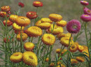 Golden-Everlasting-Xerochrysum-Bracteatum Sale