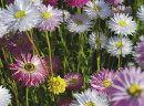 Annual-Everlasting-Rhodanthe-Chlorocephala-Subsp-Rosea Sale