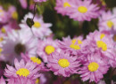 Mangles-Everlasting-Rhodanthe-Manglesii Sale