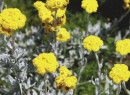 Common-Everlasting-Chrysocephalum-Apiculatum Sale