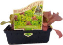 Punnet-Lettuce-Heirloom-Mix-Lactuca-Sativa Sale
