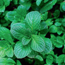 Peppermint-Menta-x-Piperita Sale