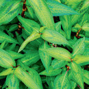 Vietnamese-Mint-Polygonum-Odoratum Sale