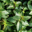 Chocolate-Mint-Menta-x-Piperita-Chocolate Sale
