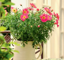 Marguerite-Daisy-Argyranthemum-Spp Sale