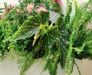Polka-Dot-Begonia-Begonia-Maculata Sale