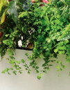 Maidenhair-Fern-Adiantum-Fragrans Sale