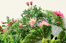 Marguerite-Daisy Sale