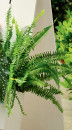 Boston-Montana-Fern-Nephrolepis-Exaltata Sale
