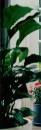 Peace-Lily-Spathiphyllum-Wallisii-Sensation Sale