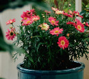 Camellia-Camellia-sasanqua-With-Love Sale