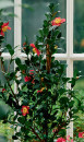 Marguerite-Daisy-in-Vase Sale