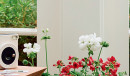 Geranium-Pelargonium-x-Hortorum-Big-White Sale