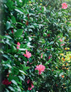 Camellia-Camellia-Japonica Sale