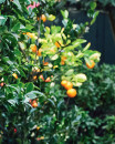 Kumquat-Citrus-Japonica Sale