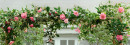 Camellia-Camellia-Sasanqua-Paradise-Pearl Sale