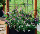 False-Sarsaparilla-Hardenbergia-Violacea-Happy-Wanderer Sale