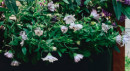 African-Daisies-Osteospermum-Spp Sale