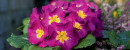 Polyanthus-Primula-x-Polyantha Sale