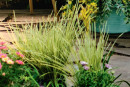 Lomandra-Lomandra-White-Sands Sale