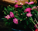 Carnation-Dianthus-Caryophyllus-Big-Night Sale