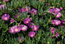 Pigface-Carpobrotus-Glaucescens Sale