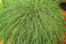 Swamp-She-Oak-Casuarina-Glauca Sale
