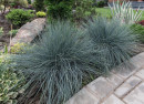 Blue-Fescue-Festuca-Glauca Sale