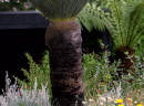 Grass-Tree-Xanthorrhea-Spp Sale