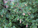Native-Fuchsia-Correa-Spp Sale
