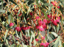 Dwarf-Flowering-Gum-Corymbia-Ficifolia-Var Sale