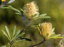 Coast-Banksia-Banksia-Integrifolia Sale