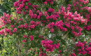 Crepe-Myrtle-Lagerstromia-Spp Sale