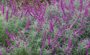 Mexican-Sage-Salvia-Leucantha Sale