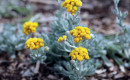 Yellow-Buttons-Chrysocephalum-Apiculatum Sale