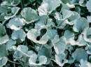 Dichondra-Silver-Falls-Dichondra-Argentea Sale