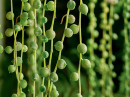 String-of-Pearls-Curio-Rowleyanus Sale