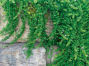 Creeping-Boobialla-Myoporum-Parvifolium Sale